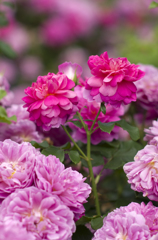 薔薇の香り
