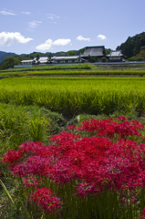 曼珠沙華　橘寺