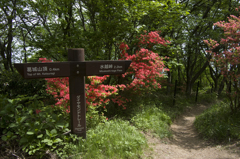 葛城山のツツジ #1