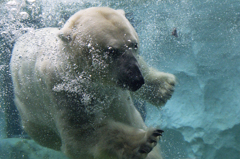 白熊の水中遊泳