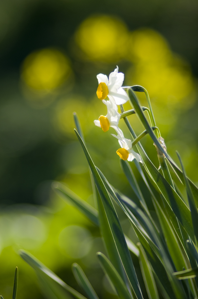 菜の花をバックに