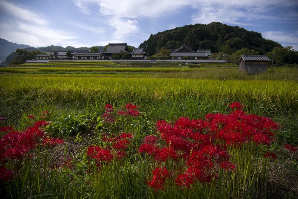明日香村の彼岸花#1
