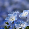 Nemophila #5