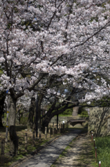 和歌山城の桜 #6