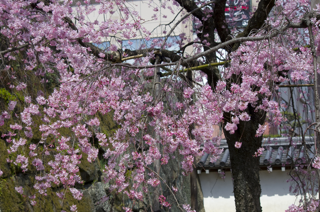 枝垂れ桜 #4