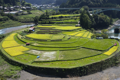 ライステラス　あらぎ島#3