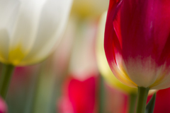 チューリップ#1