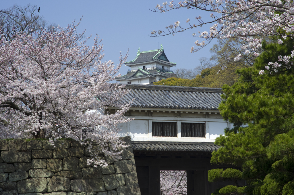 和歌山城の桜 #8　岡口門