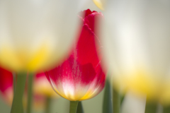 チューリップ#3
