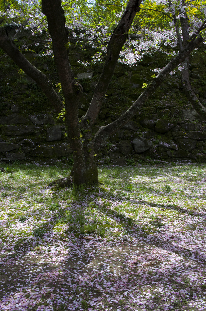 和歌山城の桜 #9