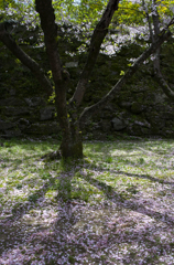 和歌山城の桜 #9
