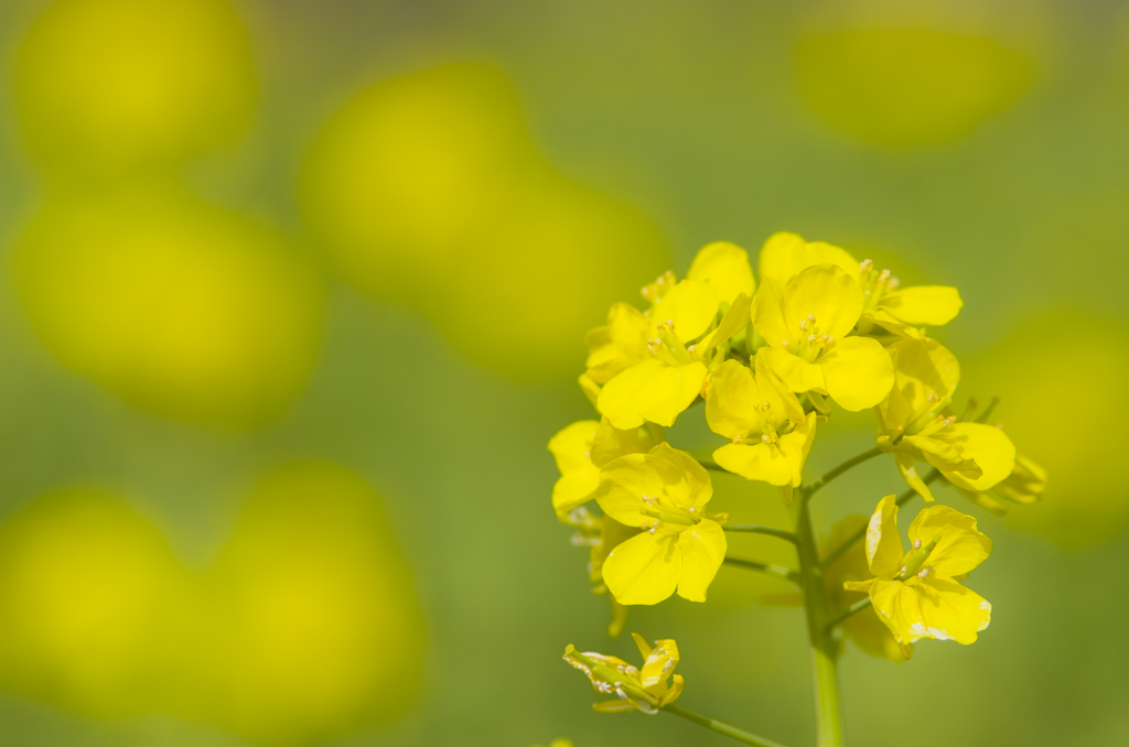 菜の花