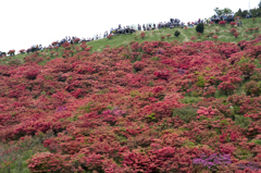 葛城山のツツジ #6