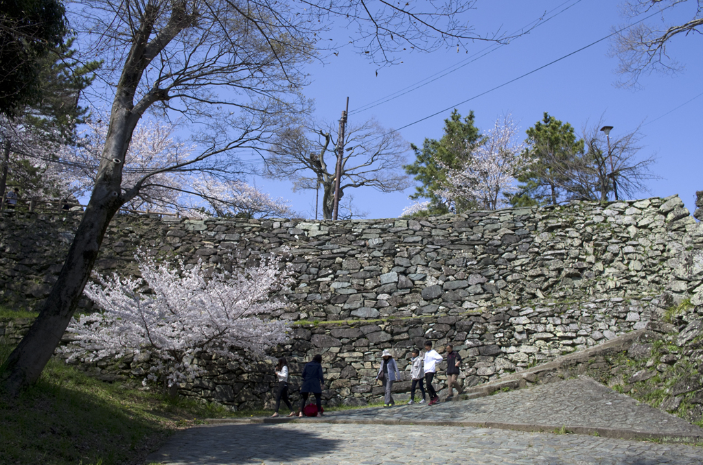 和歌山城の桜 #4