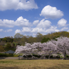 雲と桜