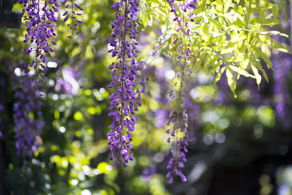 フジの花