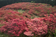 葛城山のツツジ #5