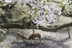 桜と鹿 #2