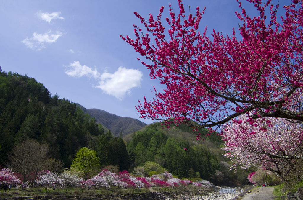 花桃の里