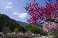 花桃の里