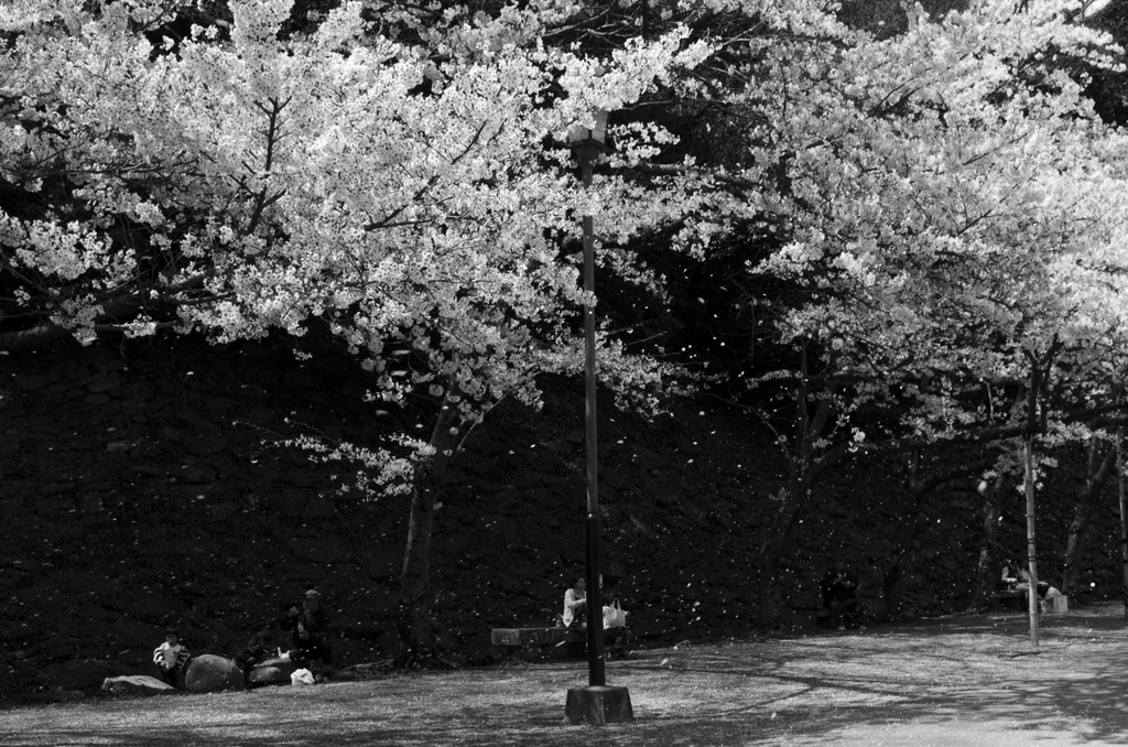 和歌山城の桜 #8