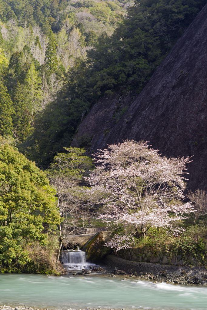 古座川一枚岩の桜#1