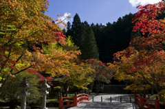 高野山の紅葉