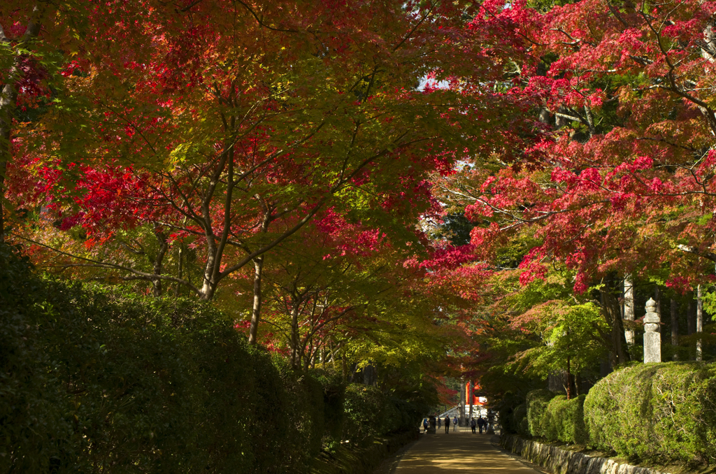 蛇腹路の紅葉
