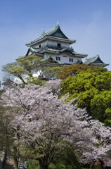 和歌山城の桜 #13