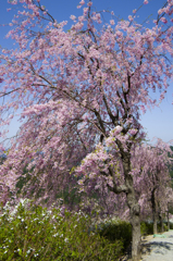 枝垂れ桜 #6