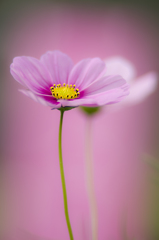 秋桜#1