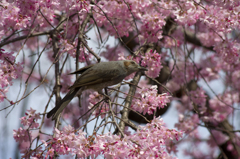 枝垂れ桜 #2
