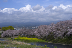 桜と富士山？