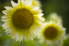 Girasole bianco