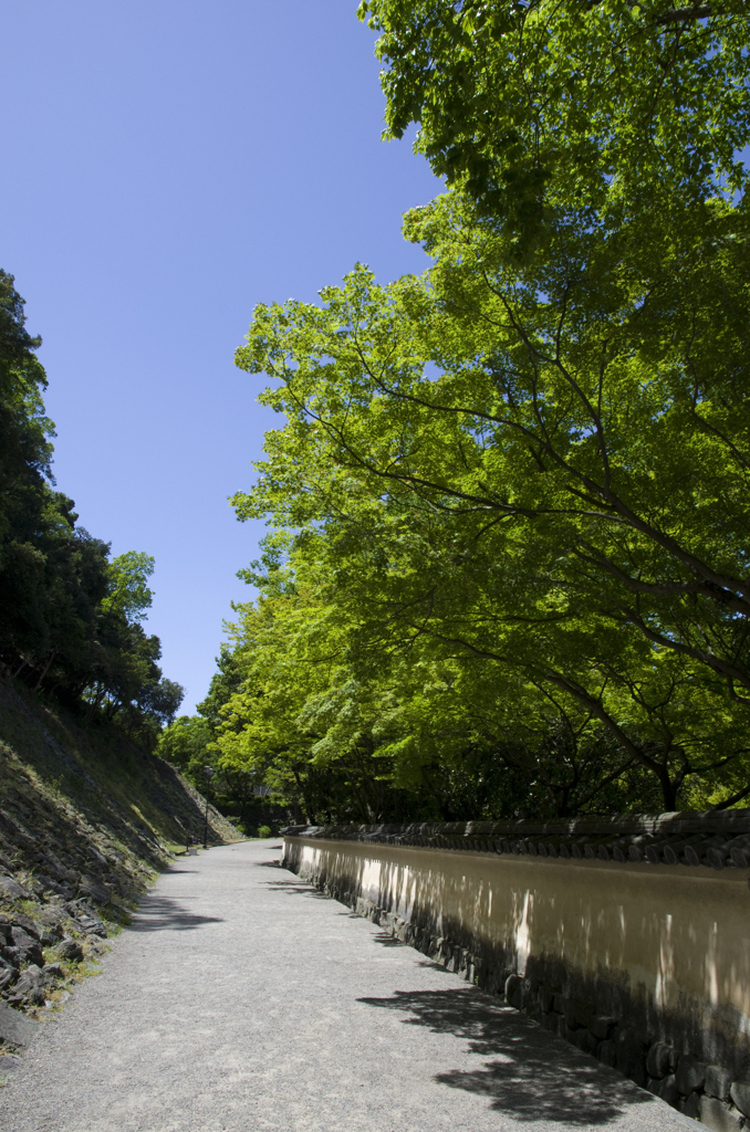 新緑の和歌山城　其の九