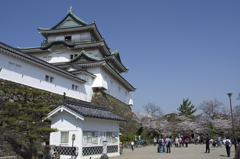 和歌山城の桜 #3