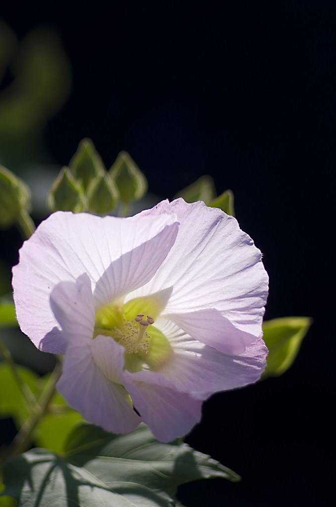 酔芙蓉