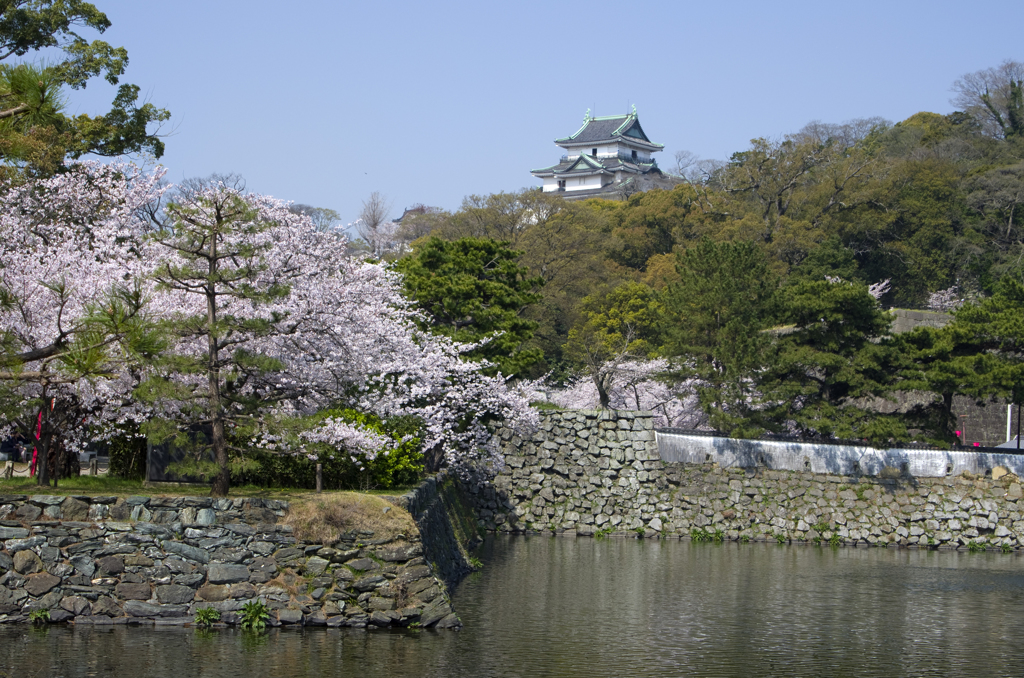 和歌山城の桜 #7