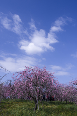 枝垂れ紅梅と雲#2