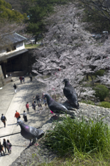 和歌山城の桜 #5