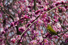 #3(垂れ紅梅とメジロ)