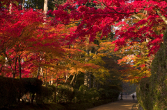 壇上伽藍蛇腹路