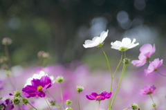 コスモス#4