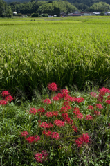 曼珠沙華　明日香村