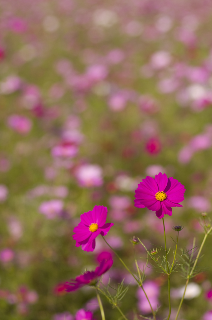 藤原宮の秋桜#2