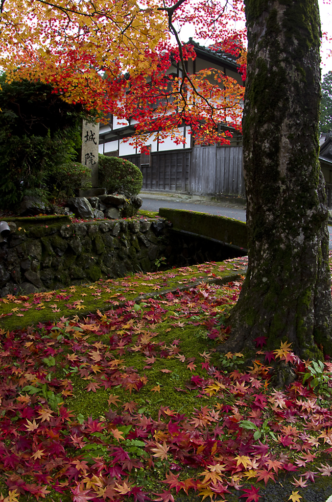 高野山の紅葉