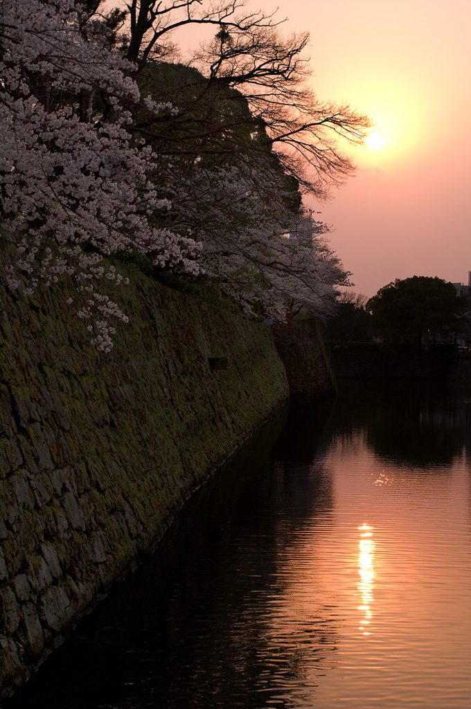 桜 夕景