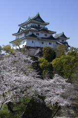 和歌山城　桜