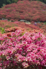 葛城山のツツジ #8