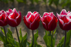 チューリップ #3